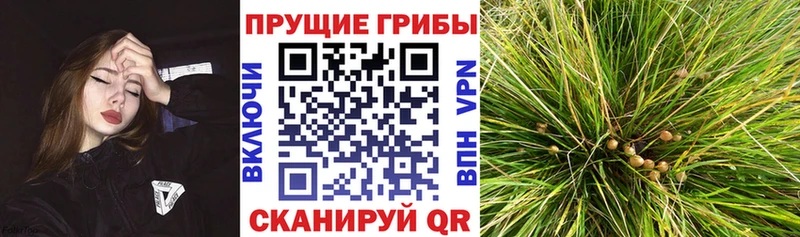Галлюциногенные грибы GOLDEN TEACHER Жуковка